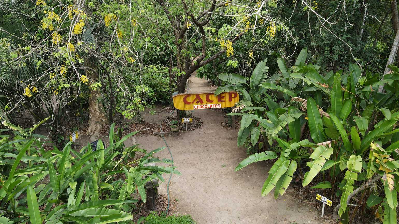 Tour del Cacao al Chocolate y Pantanos de Centla
